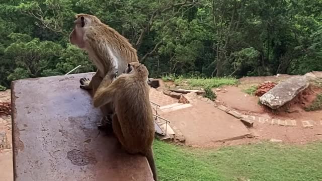 Planned by the monkey, to execute a quick robbery