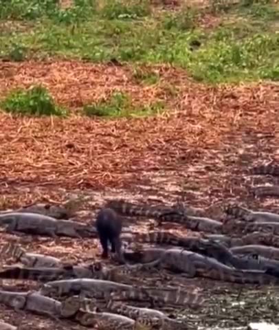 I fear no CROCODILES