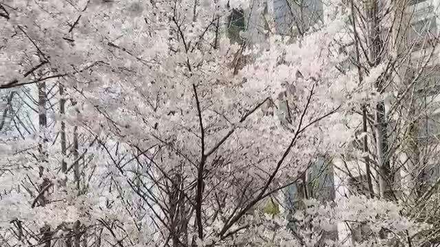 Yangjaecheon Cherry blossom trees