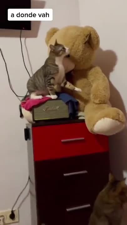 cute little cat with toys makes you laugh!