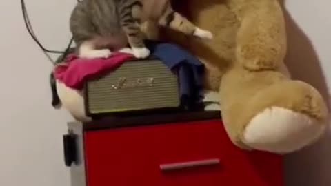 cute little cat with toys makes you laugh!