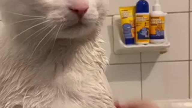 Cute Little Cat Taking Shower..!