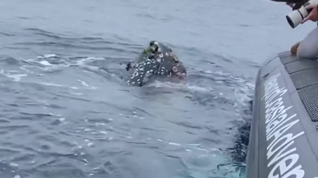 “Flip” the Humpback came to say hi #whale #scream #mugged #oceanbling newportwhales #giant #babytalk