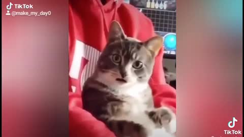 Ridiculously Funny Cats!