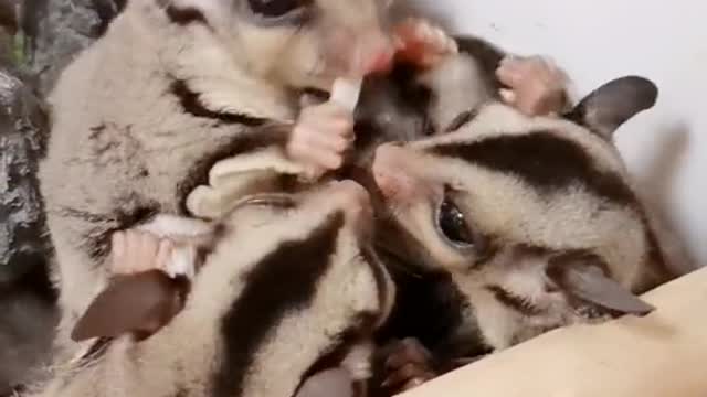 Such a lovely little animal