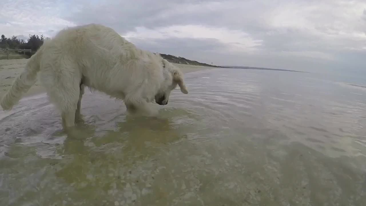 Golden Retriever puppy dives for crabs in sea