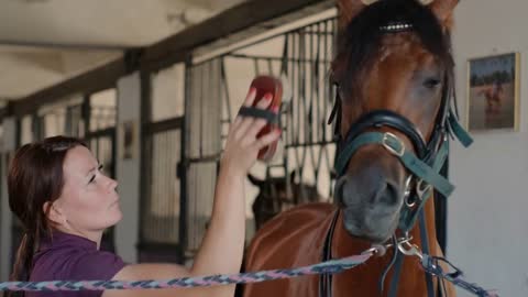 Female brushing excited horse standing in stable