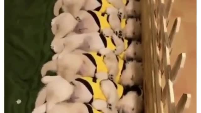 Wow, how cute these puppies are