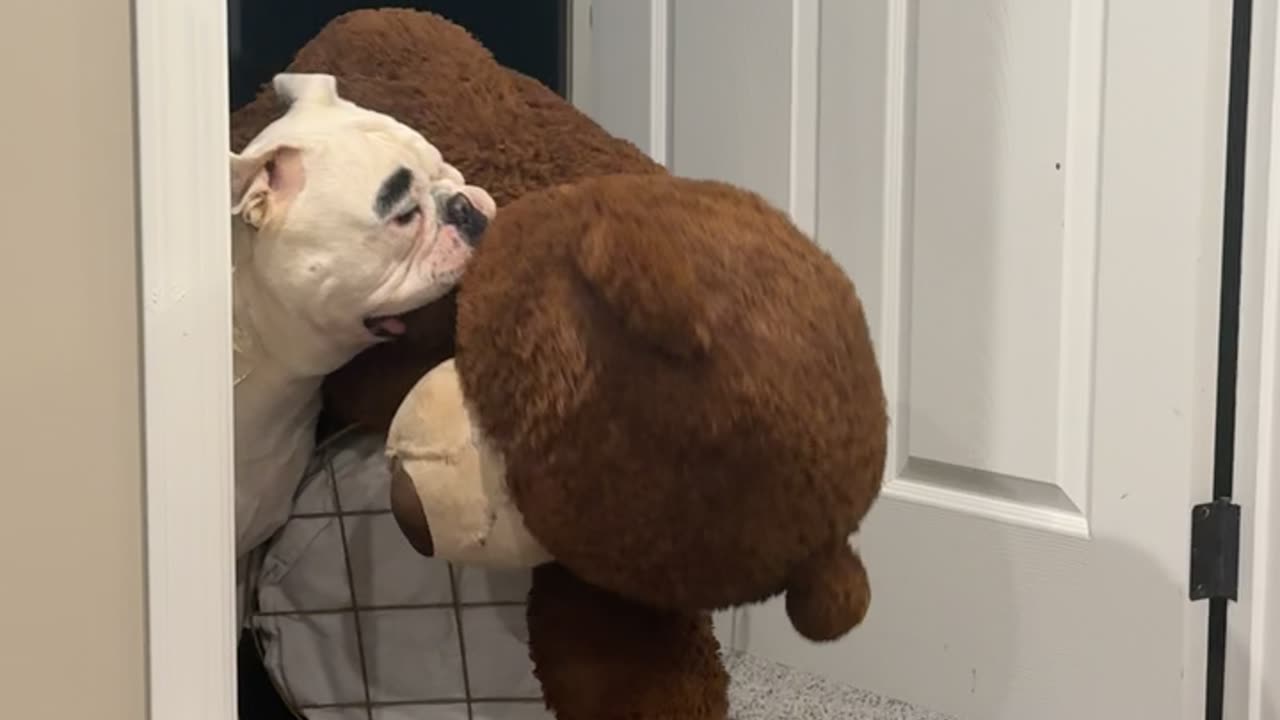 Bulldog Loves His Giant Teddy Bear