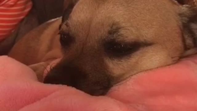 Brown dog looks like he is awake but is actually asleep