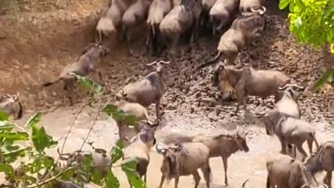 Wildebeest migration in the Serengeti, Tanzania