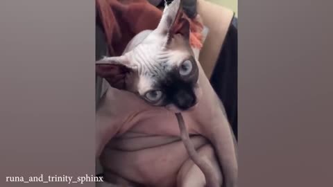 Funny cat video