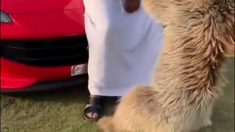 Tigers frends video very nice. But Dungarees shorts video.