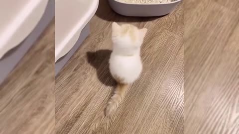 Cute cat wants to eat it all!