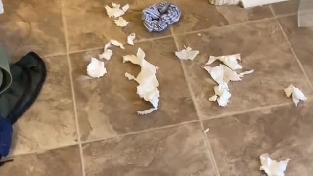 Guilty Husky Tries To Blame Other Dog!