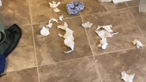 Guilty Husky Tries To Blame Other Dog!