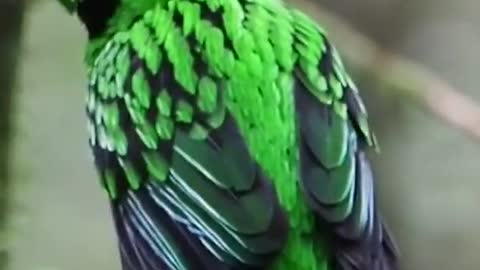 Beautiful birds || green birds with beautiful