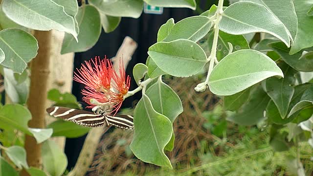 Butterfly Harvesting Nectar from Flowers