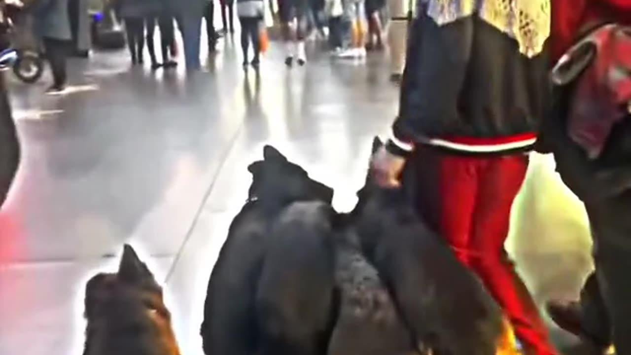 I want to know who will be the guy who will mess with him…#respect #animals #dog