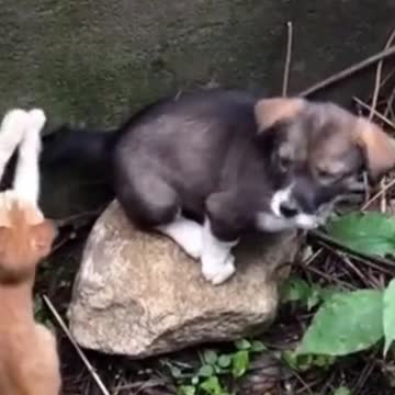 ❤️ TOUCHING! THE KITTEN WANTS TO HELP HER FRIEND FALL INTO THE PIT! #Shorts ❤️