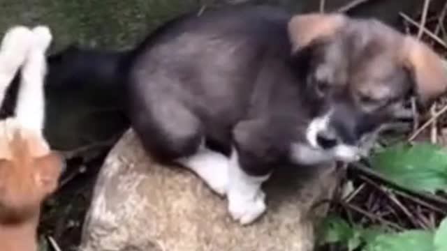 ❤️ TOUCHING! THE KITTEN WANTS TO HELP HER FRIEND FALL INTO THE PIT! #Shorts ❤️