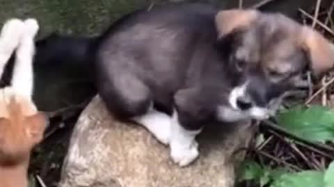 ❤️ TOUCHING! THE KITTEN WANTS TO HELP HER FRIEND FALL INTO THE PIT! #Shorts ❤️