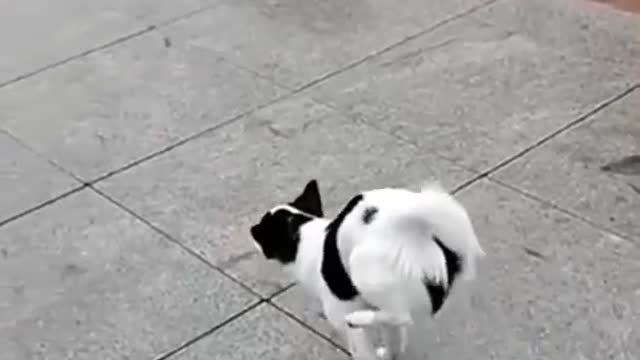 Best funny Cats and Dogs videos, try not to laugh