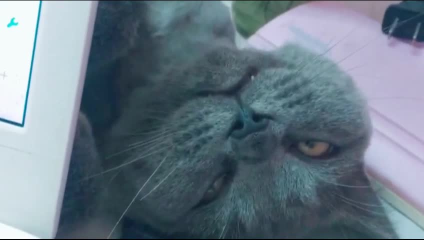 The British shorthair is definitely the strangest creature on the planet.