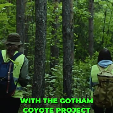 Tracking Urban Coyotes: Insights from the Gotham Coyote Project 🌃🦊