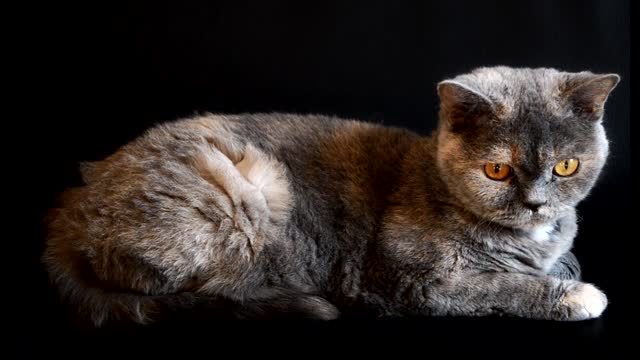 Lovely cat making gentle movements