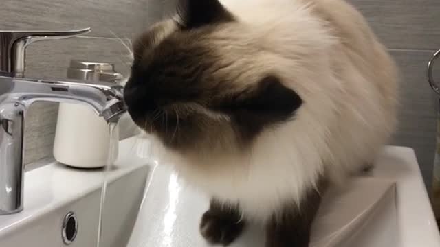White cat drinking water from bathroom sink