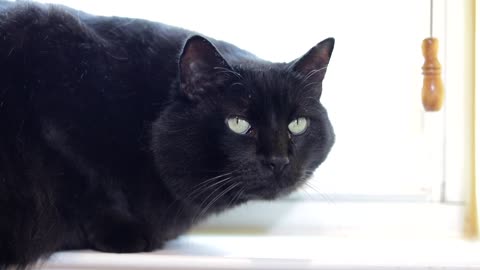 The black cat that protects the house.