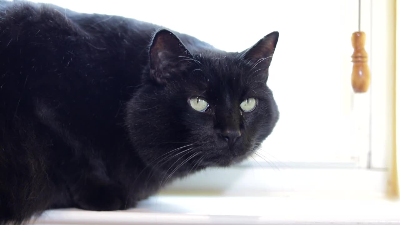 The black cat that protects the house.