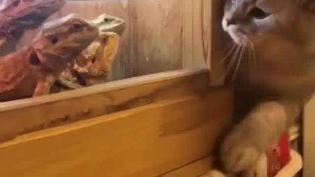 Funny cat videos viral video