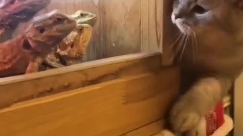 Funny cat videos viral video