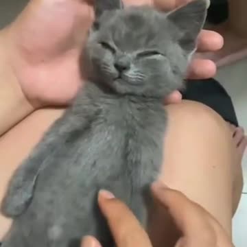 Tasty Treat wakes Kitten