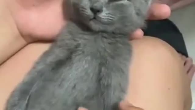 Tasty Treat wakes Kitten