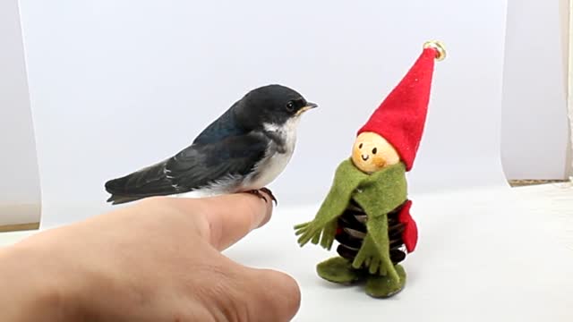 Little Sparrow and Doll