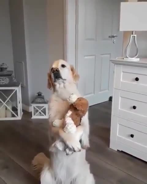 Golden Retriever Preciously Hugs Stuffed Animal