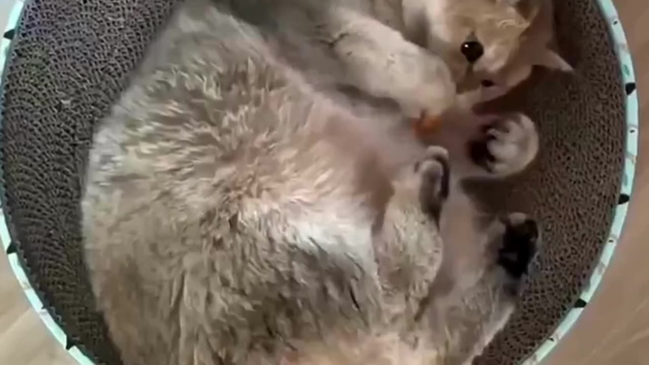 Cute Cats & Funny Cats 😍😍😅😅 #cats #reels #shorts #viral #pets #mmvcats
