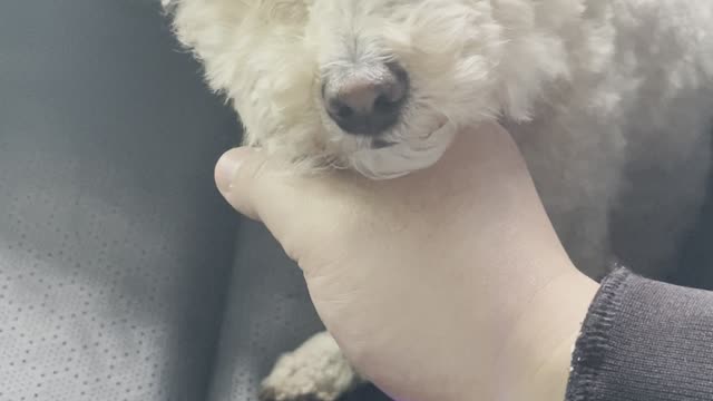 A dog quietly in the car