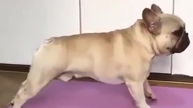 Pitbull Dog Best Yoga Moves🤣😂