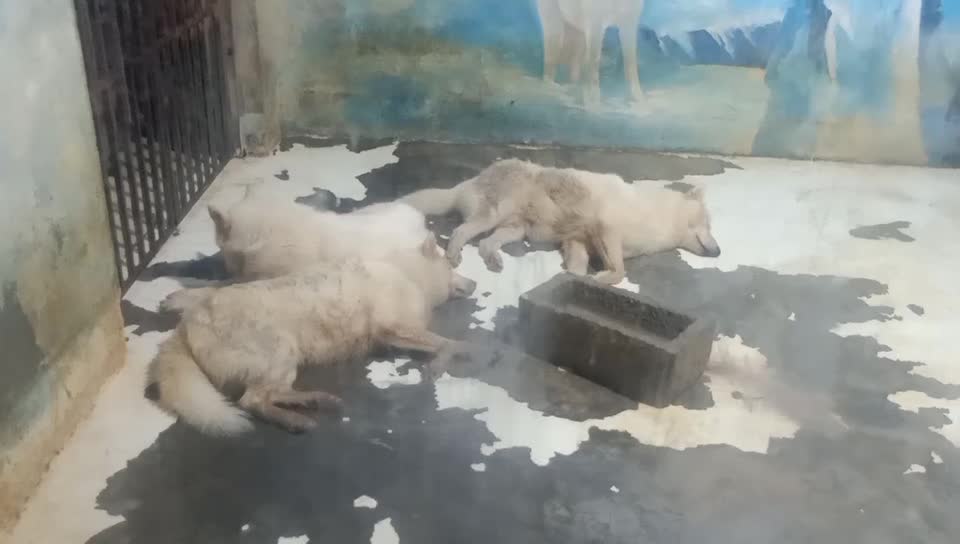 Snow wolves are aggressive animals