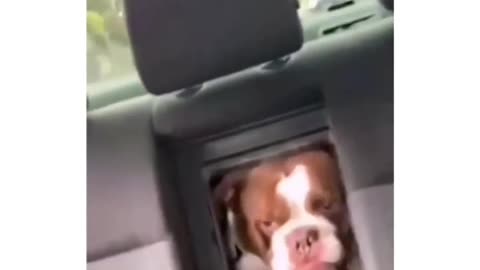 Funny Dogs and owners playing around in a car