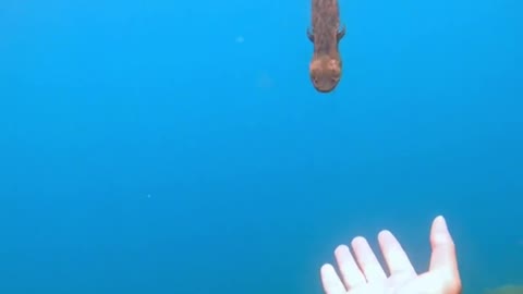 Cute pangolin fish walking new buddy! An obedient giant salamander