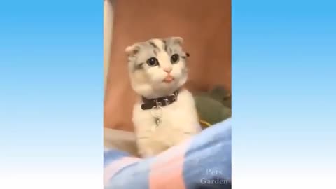 Cute Cat And Dog Funny Videos no.6 #KhenXai #catlover #doglover