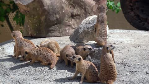 Earth Peoples,Animal video,Earth Peoples video,Animal