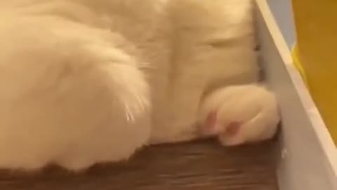 #cute cat#shorts