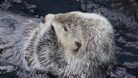 Cute sea otter