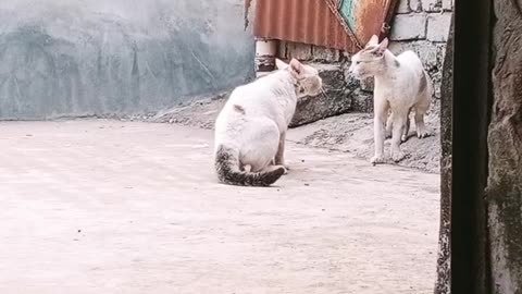 Cat fight extreme 😦pt 2